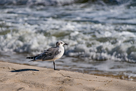 _A998007