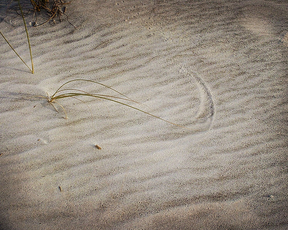 Grass Sand Brush