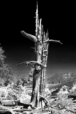 Last Tree