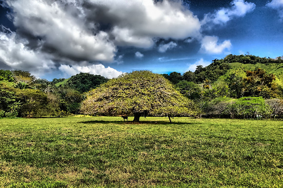 DianaThornton06-landscape-Edit