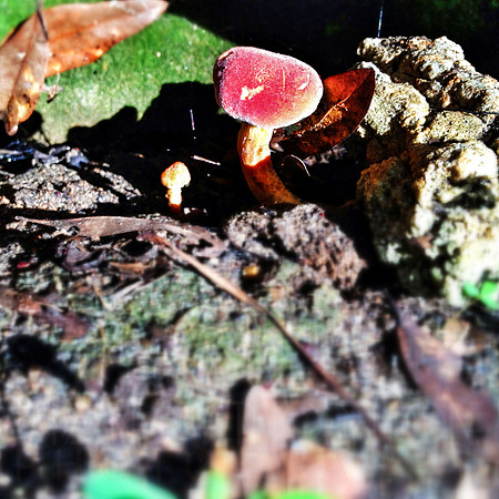 Mushrooms-0508