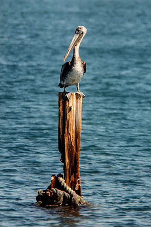 Jamaican pelican