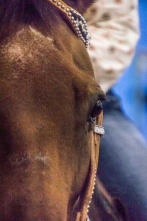 4-h-horse-show-1091