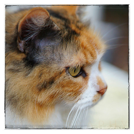 Asia-0818