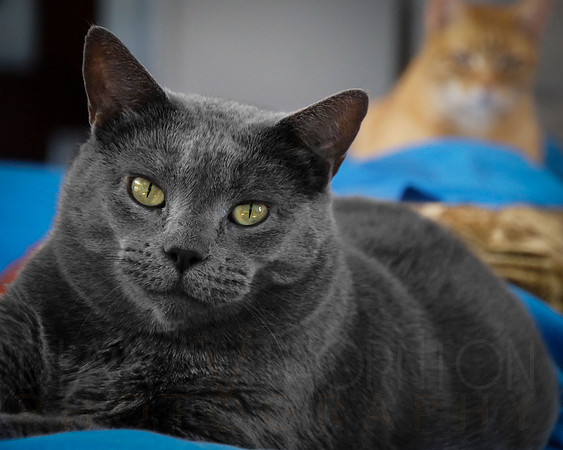 Misty Gray-07734