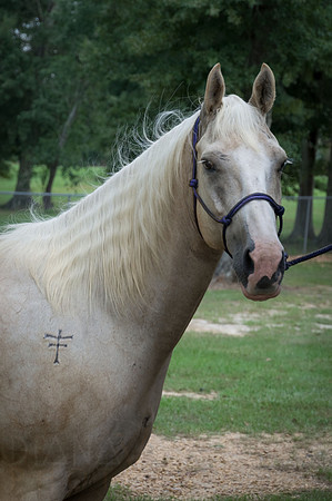 4-h-horse-show-94