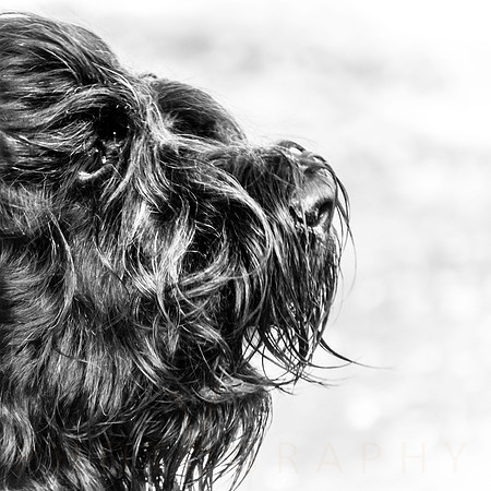 prc dog obed-43