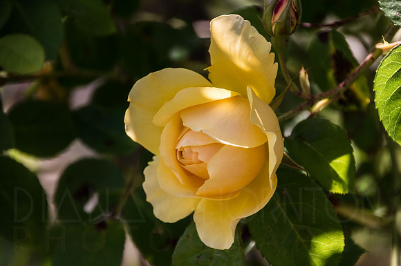 DSC09700