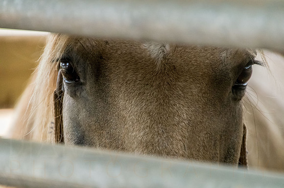 4-h-horse-show-7