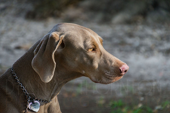 prc dog obed-16