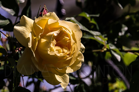 DSC09703