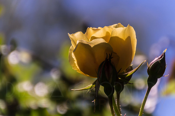 DSC09701
