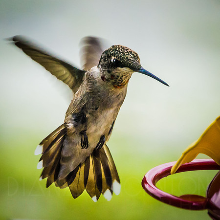 Hummingbird