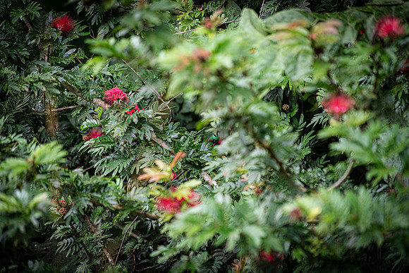 _A993615.jpg