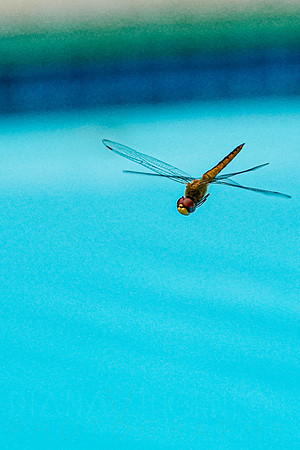 _A993039.jpg