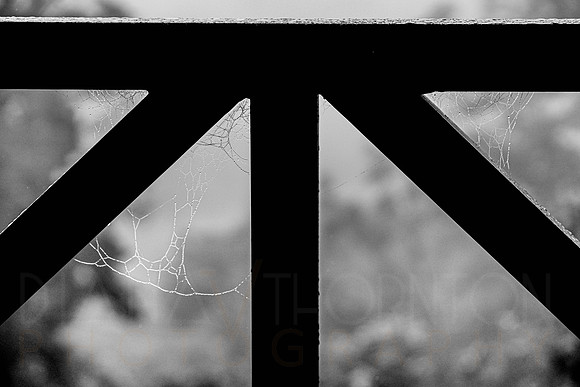 _A992995.jpg