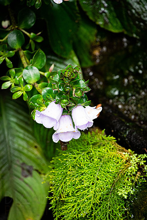 _A993303.jpg