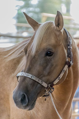 4-h-horse-show-286