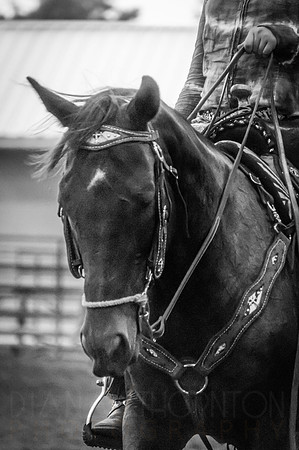 4-h-horse-show-965