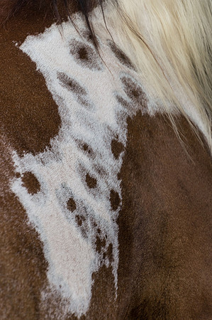 4-h-horse-show-122