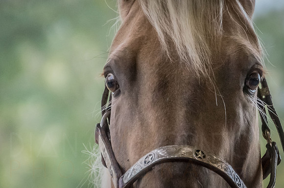 4-h-horse-show-295