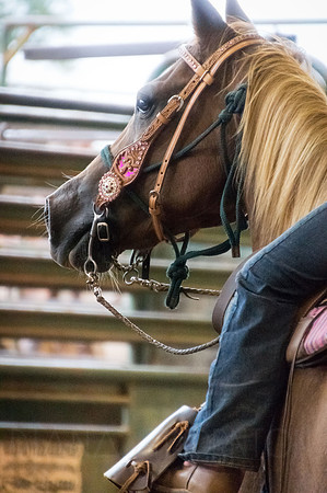 4-h-horse-show-736