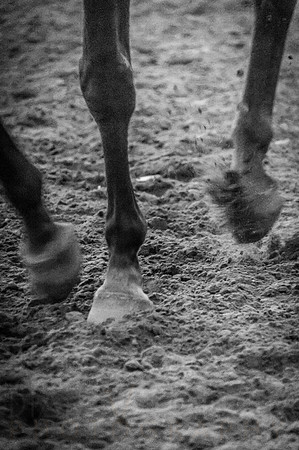 4-h-horse-show-977