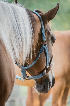 4-h-horse-show-243