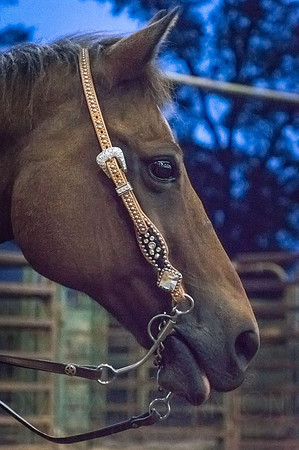 4-h-horse-show-1089