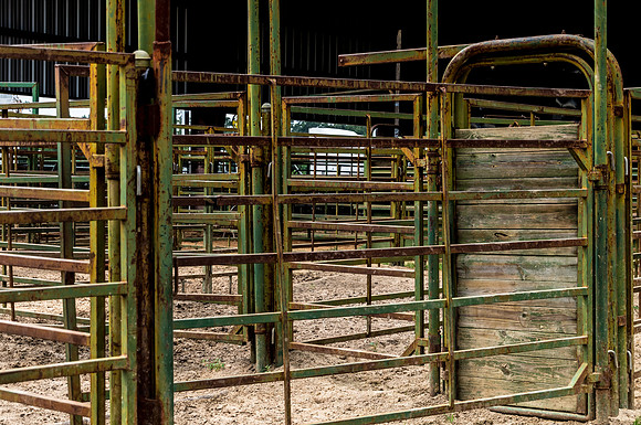 4-h-horse-show-11