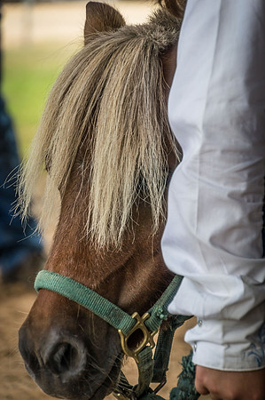 4-h-horse-show-176