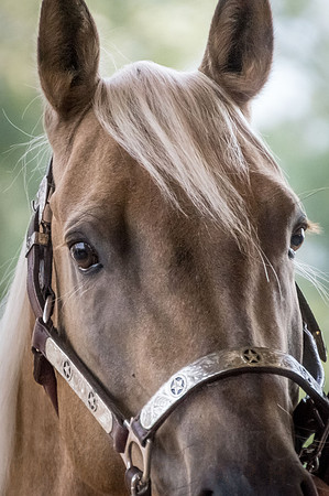 4-h-horse-show-296