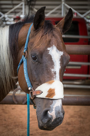4-h-horse-show-124
