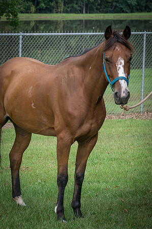 4-h-horse-show-111