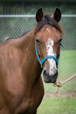 4-h-horse-show-106