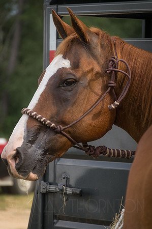 4-h-horse-show-133