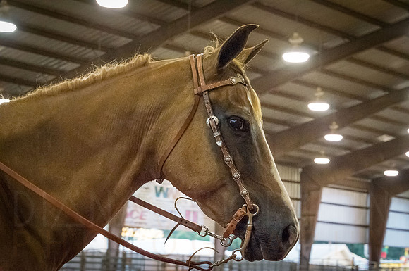 4-h-horse-show-817