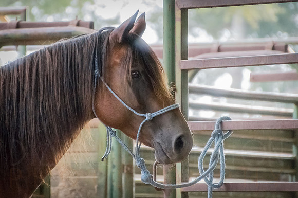4-h-horse-show-241