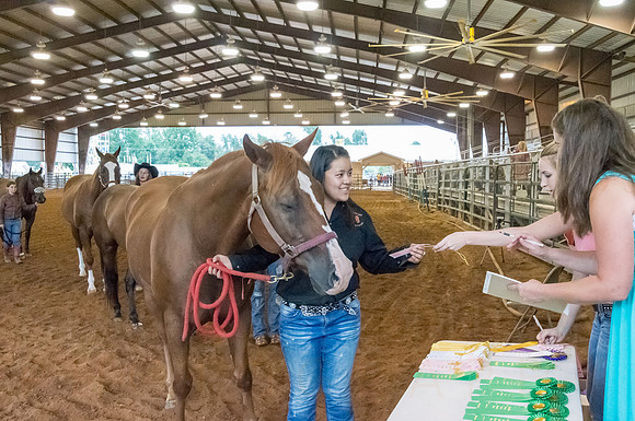 4-h-horse-show-679