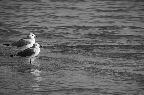 DSC08978.jpg