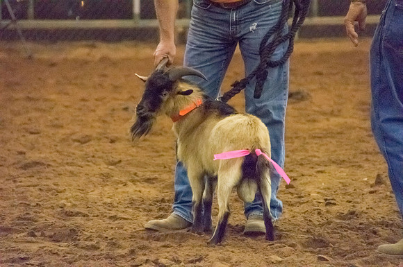 4-h-horse-show-1113