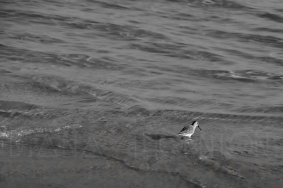 DSC08949.jpg