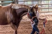 4-h-horse-show-443