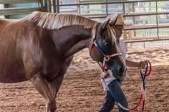 4-h-horse-show-443