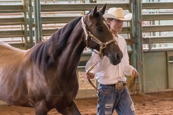 4-h-horse-show-618