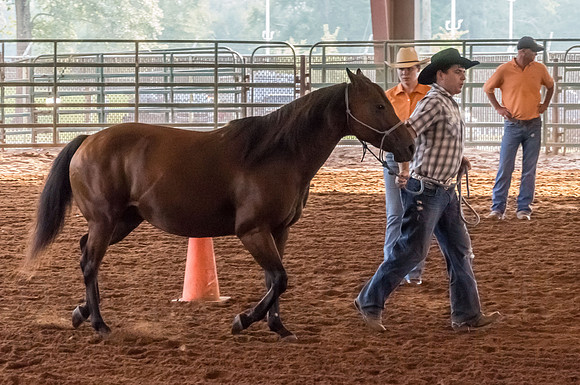 4-h-horse-show-405