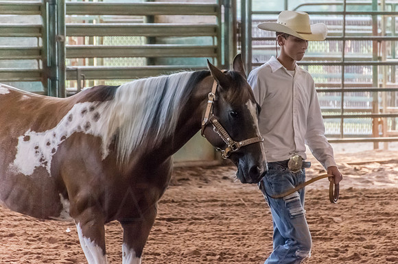 4-h-horse-show-417