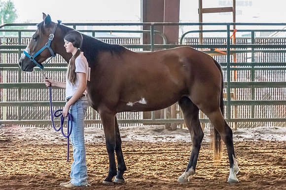 4-h-horse-show-458