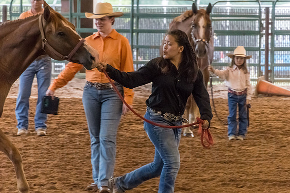 4-h-horse-show-566