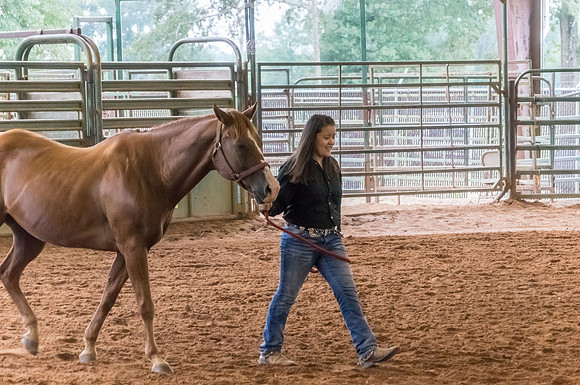 4-h-horse-show-560